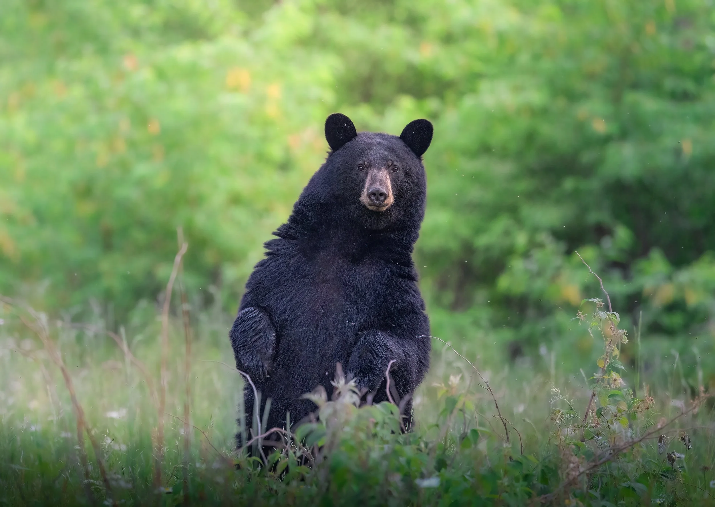 black-bear-algonquin-park-followmenorth.jpg