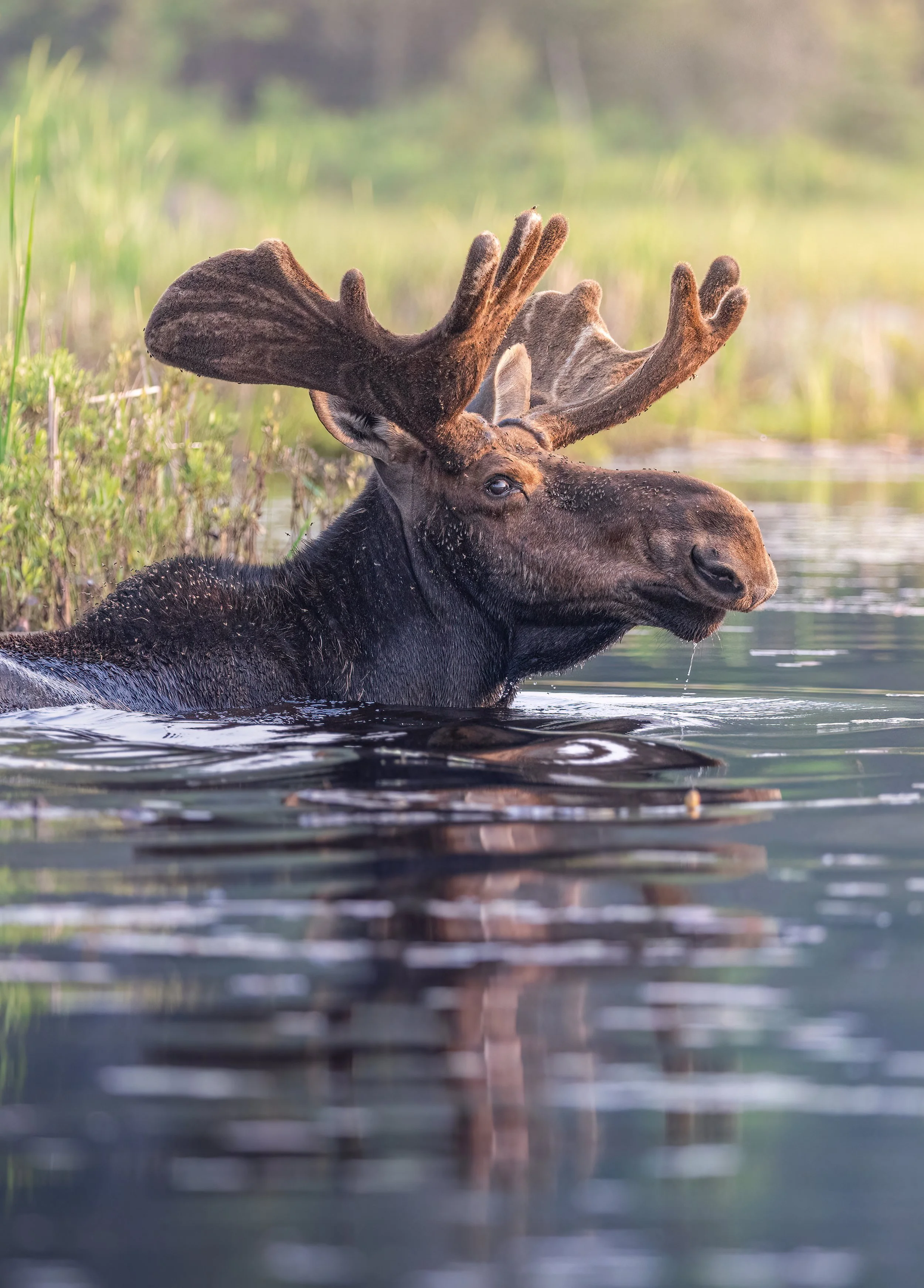 bull-moose-algonquinpark-followmenorth.jpg
