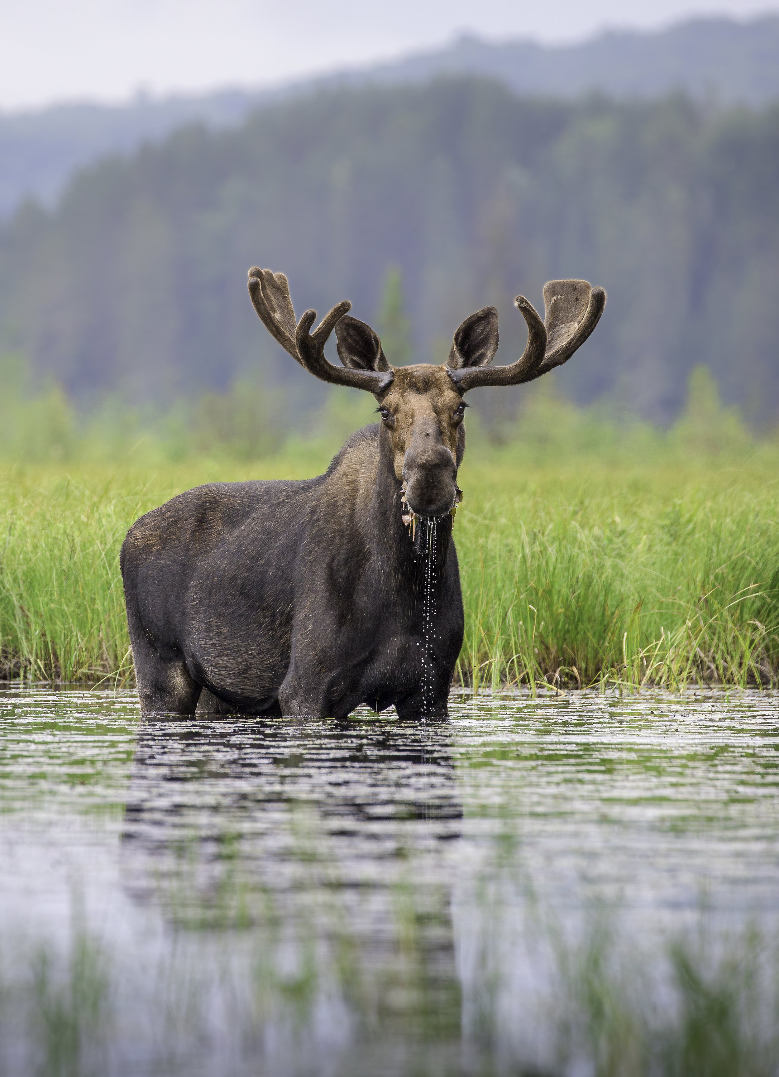 summer-bull-moose-water-algonquin-park-followmenorth.jpg