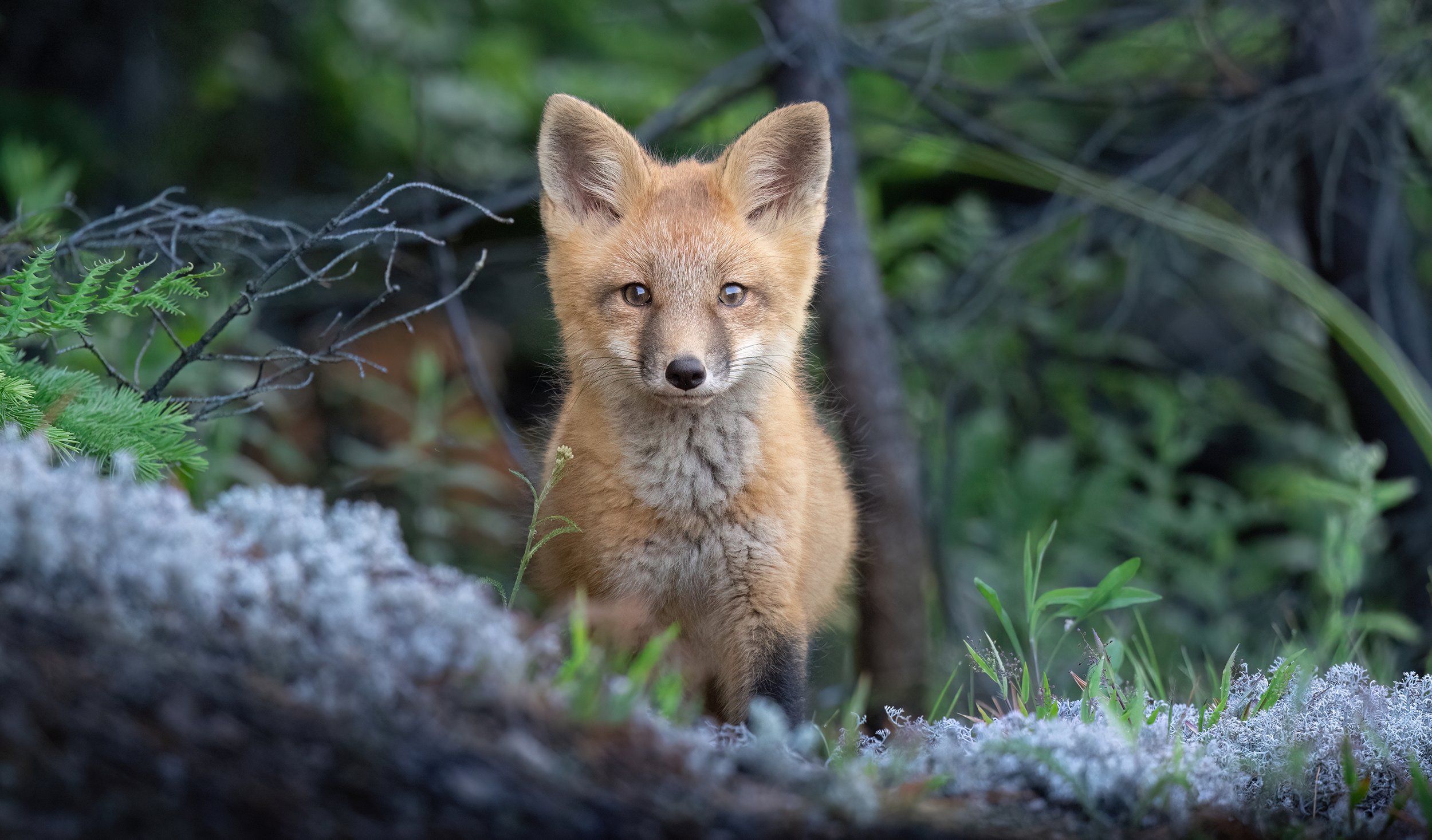 summer-red-fox-kit-algonquin-park-followmenorth.jpg