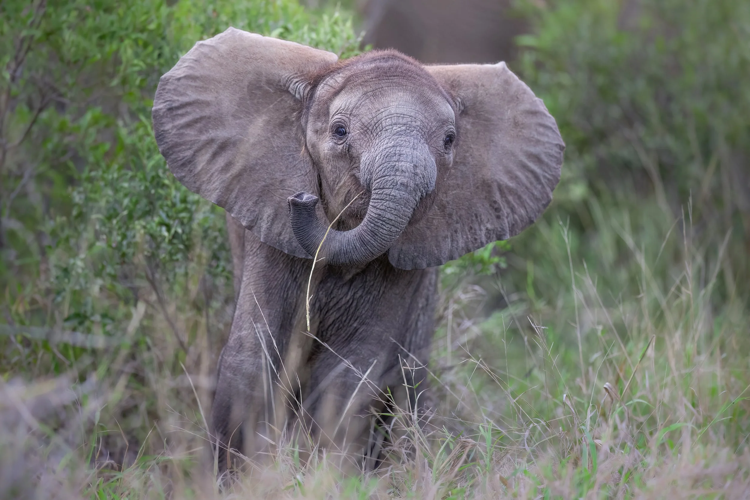 elephant-baby-south-africa-followmenorth.jpg