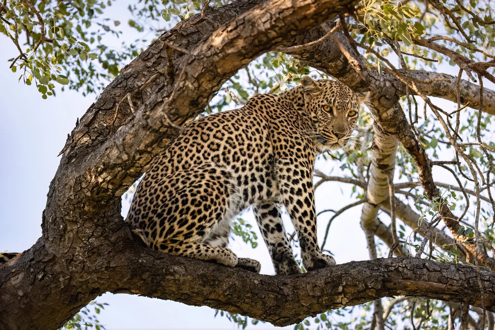 Leopard resting in a tree on safari in South Africa