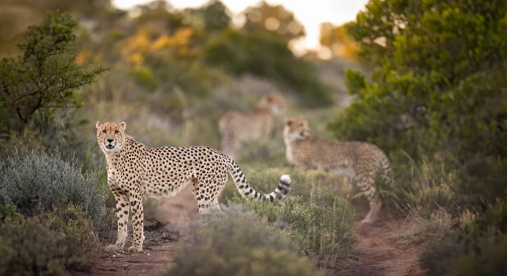 Wildlife photography highlights — image 2