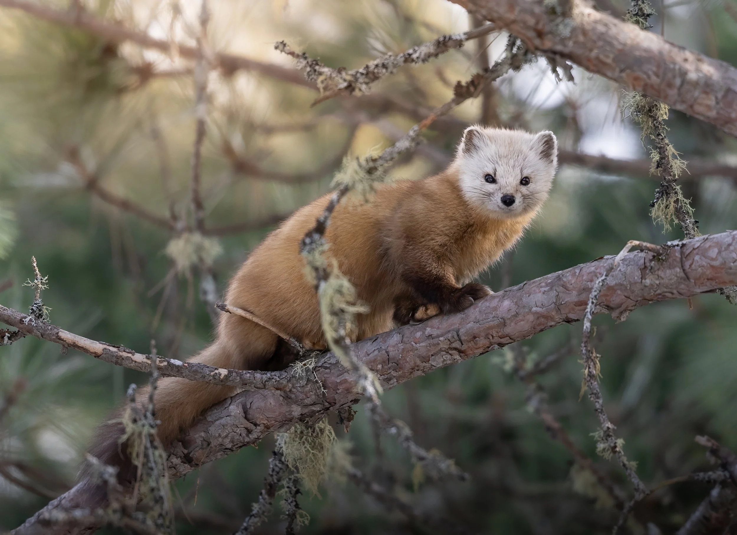 winter-pine-marten-algonquin-park-followmenorth.jpg