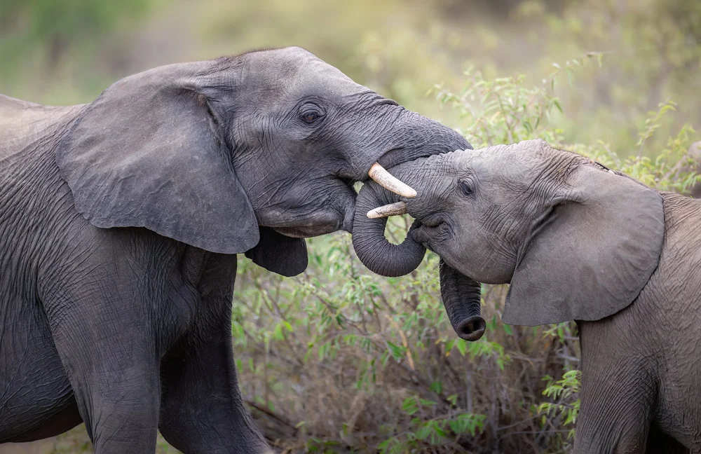 Safari wildlife photography — image 3