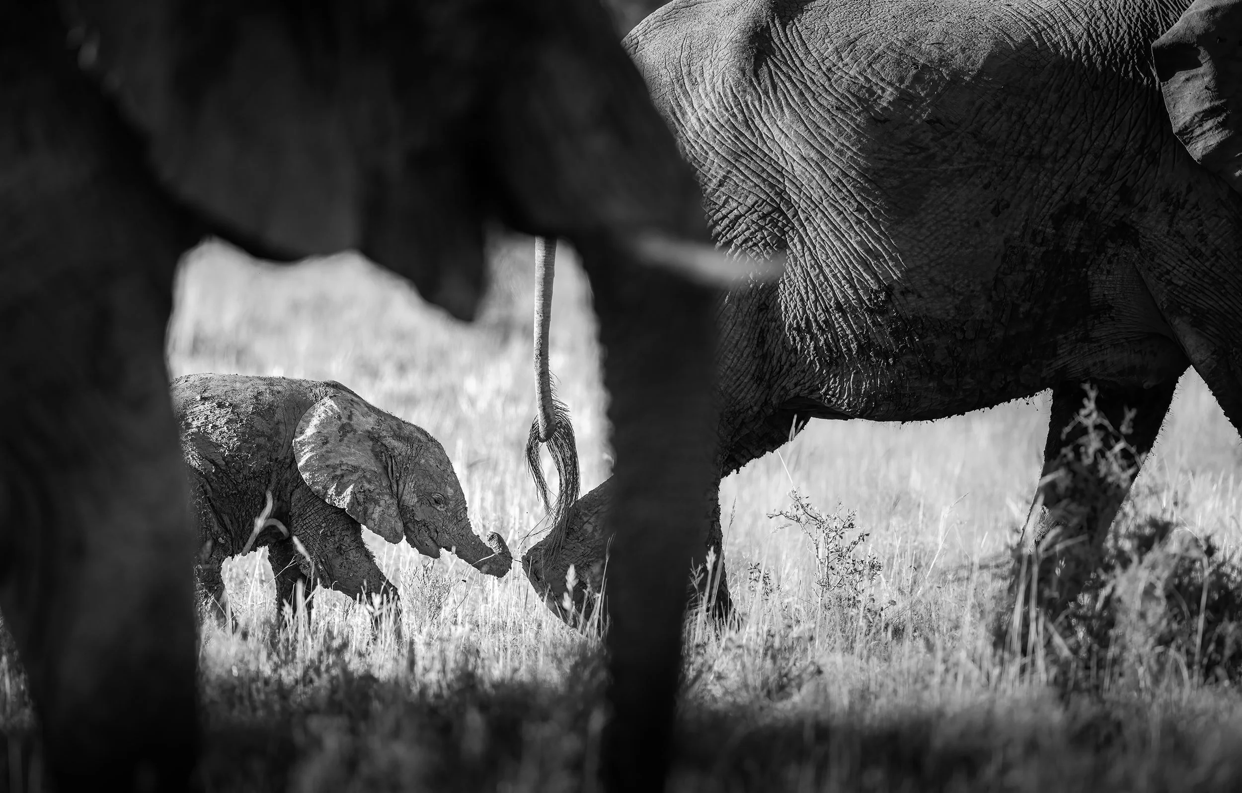 baby-elephant-herd-south-africa-followmenorth.jpg
