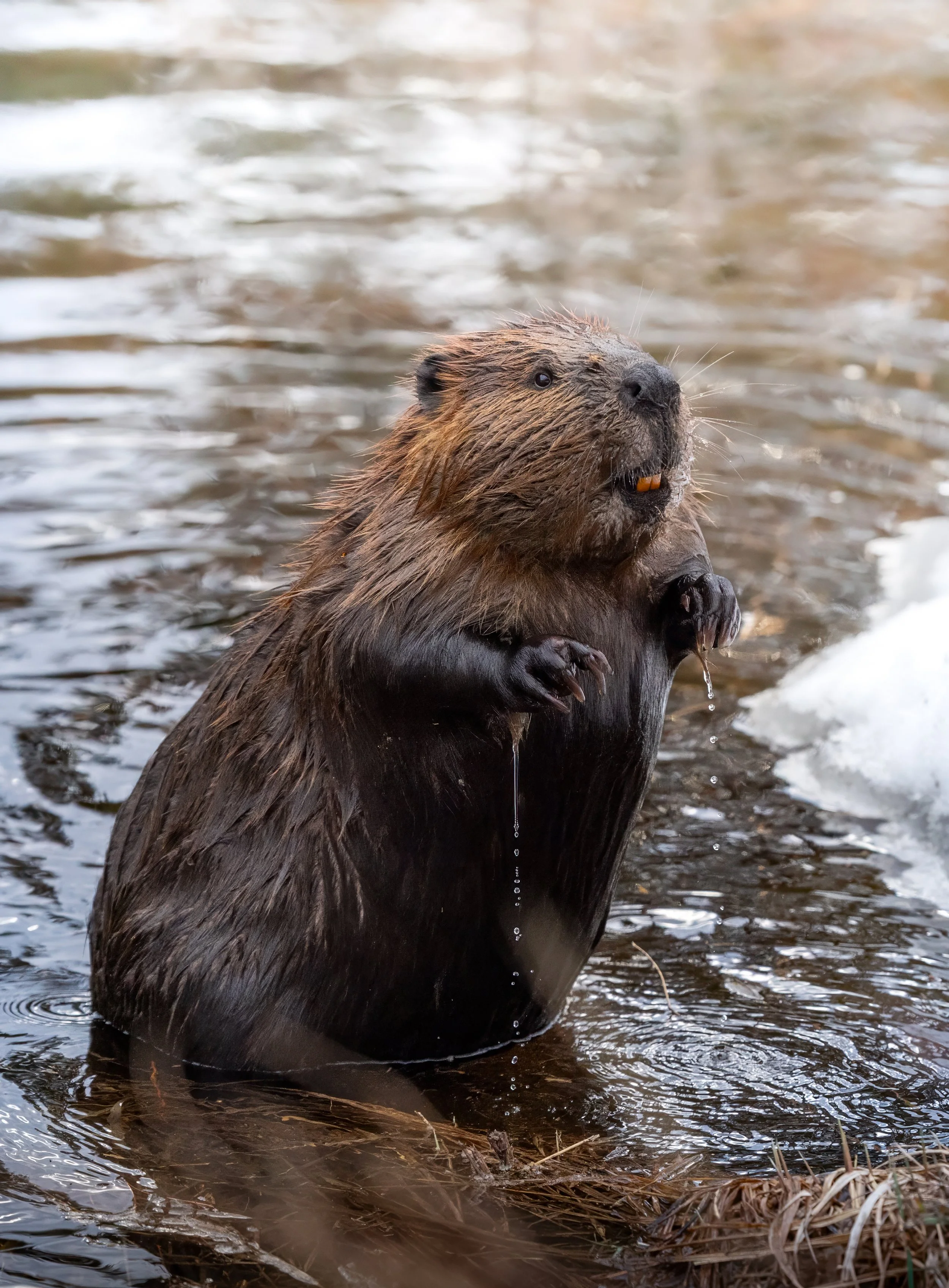 winter-beaver-algonquin-park-followmenorth.jpg