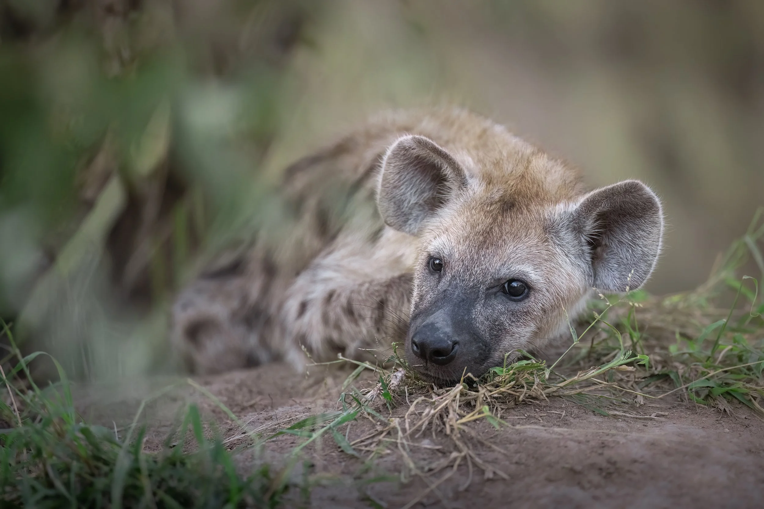 summer-hyena-pup-south-africa-followmenorth.jpg