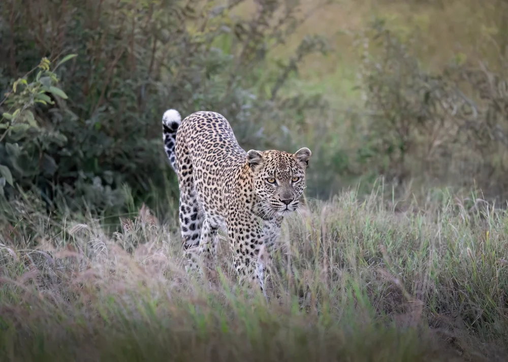 More wildlife photography — image 1