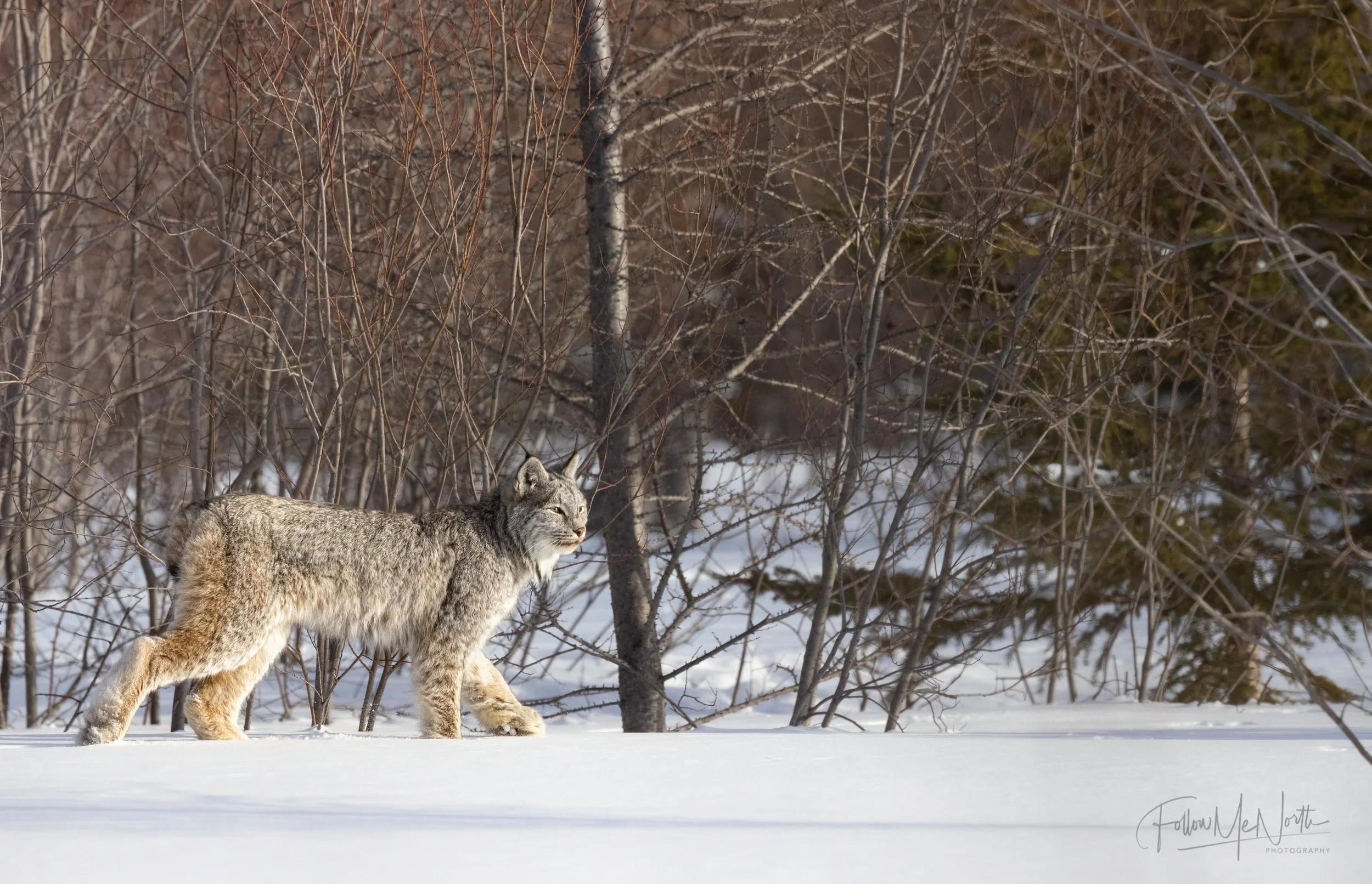 Part 2: Canada Lynx Quest Continued — Follow Me North
