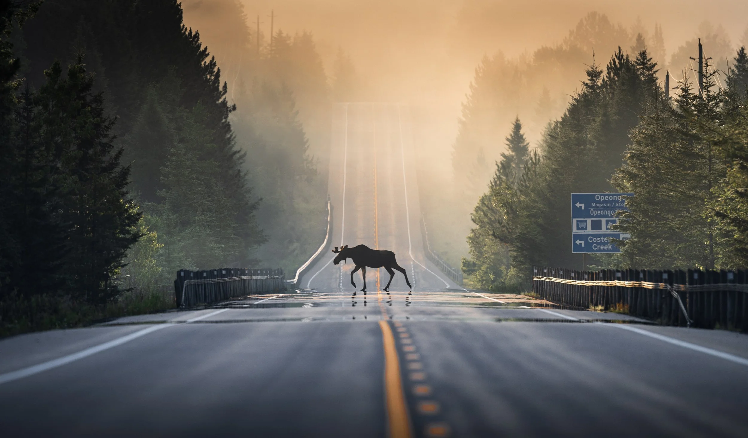 Misty Road Moose Crossing - Nature Photography Print