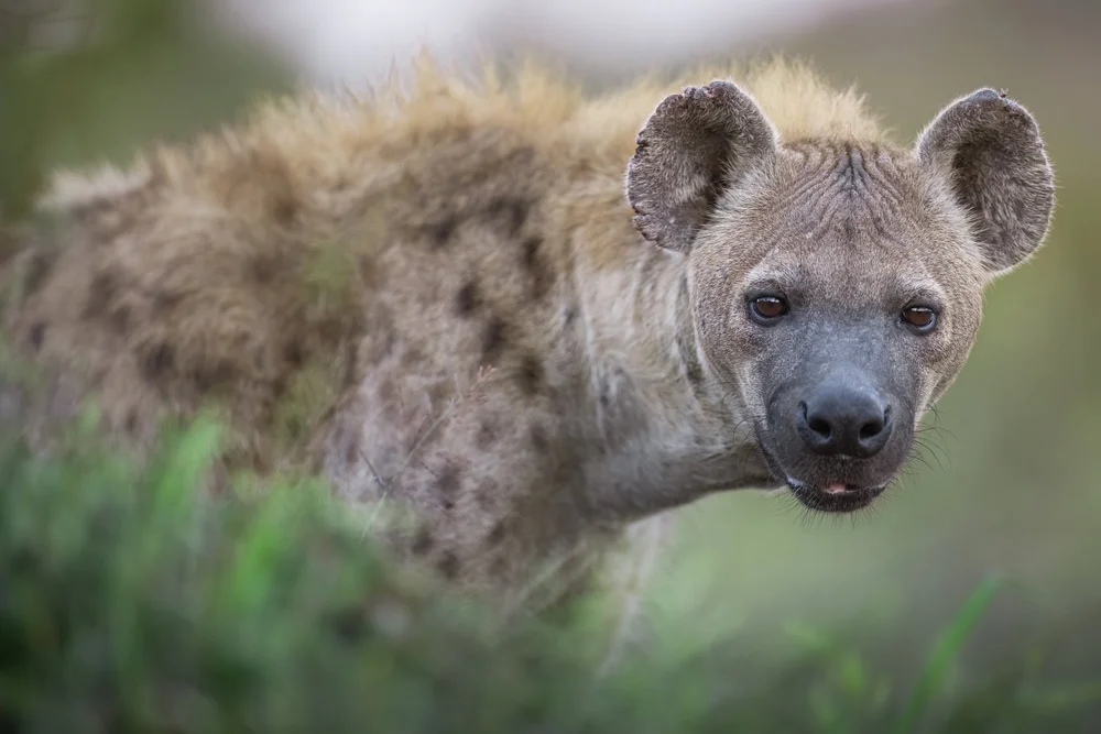 Wildlife photography by Follow Me North