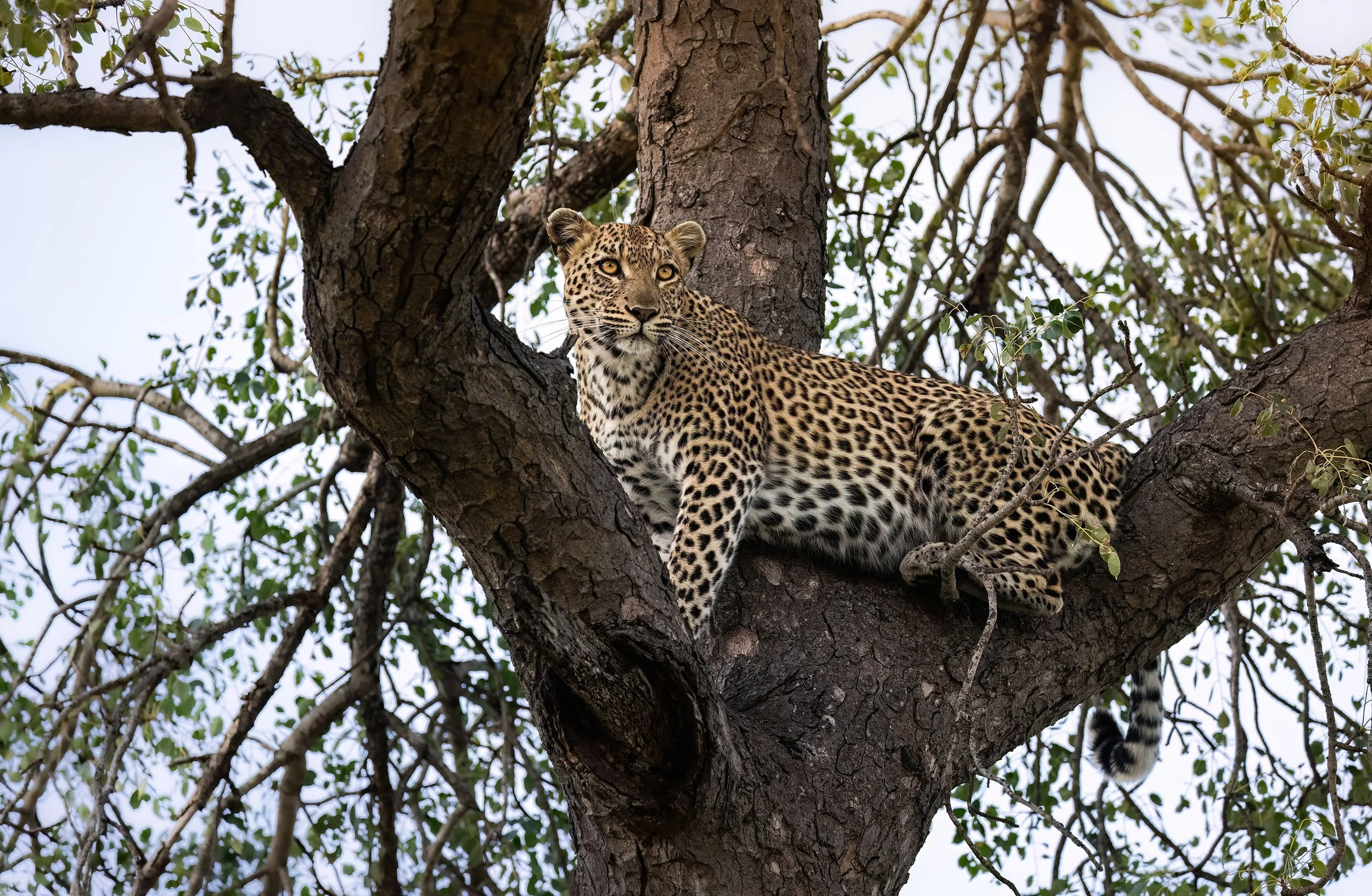 leopard-tree-south-africa-followmenorth.jpg