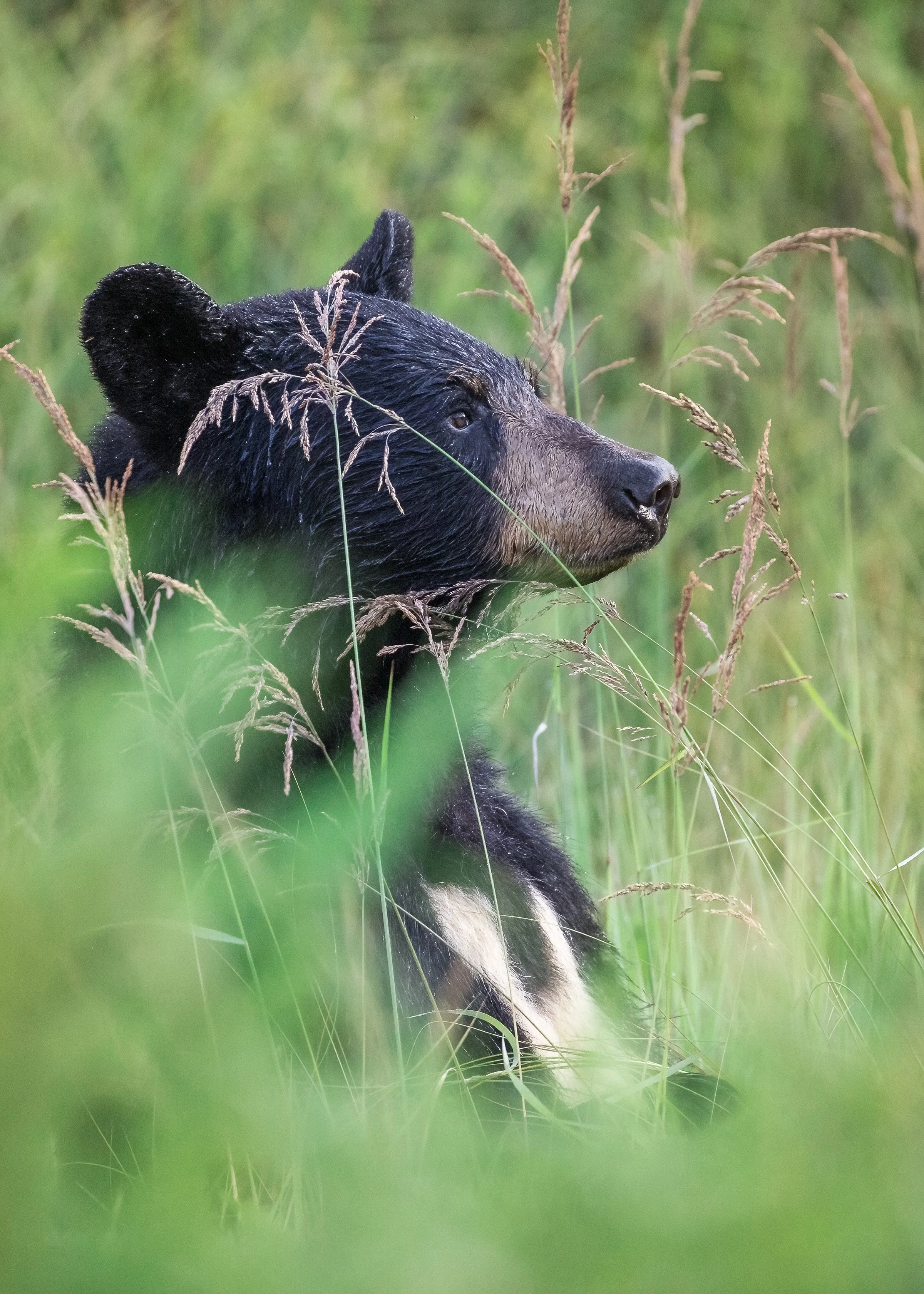 summer-black-bear-mom-algonquin-park-followmenorth.jpg
