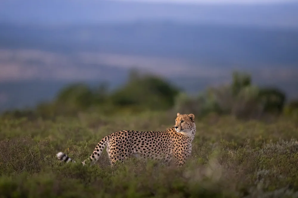 Wildlife photography in the Delta — image 1