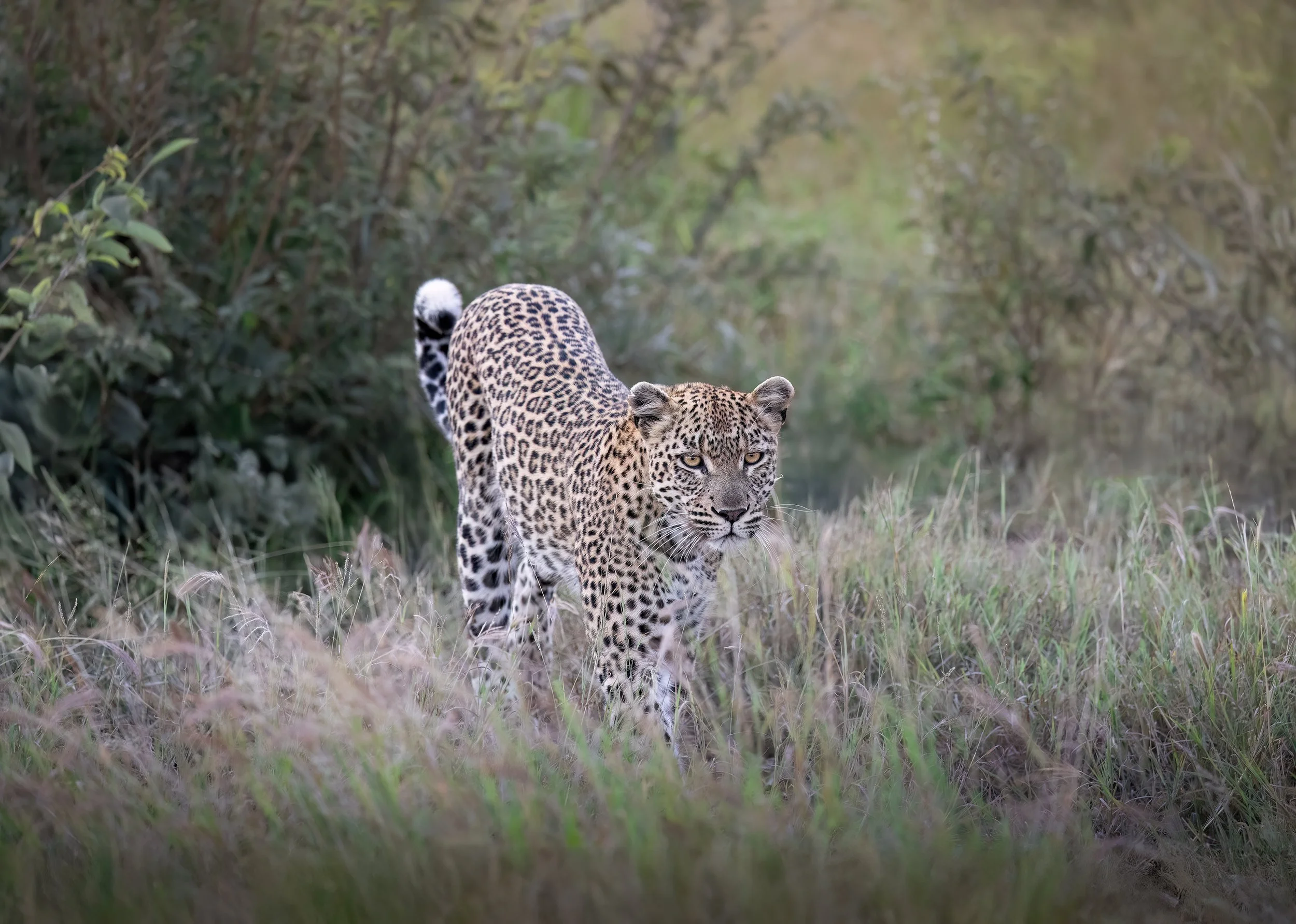sneaky-leopard-south-africa-followmenorth.jpg