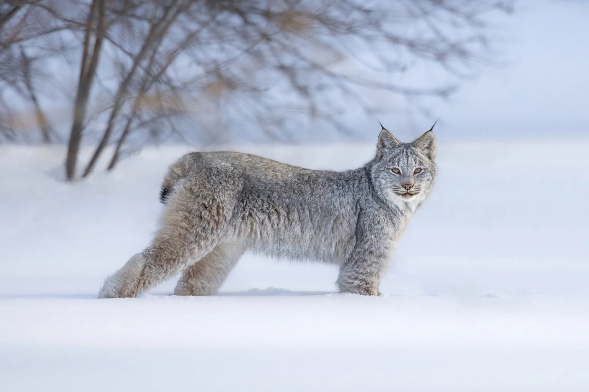 01 Canada lynx kitten in deep winter snow, Algonquin Park.jpg