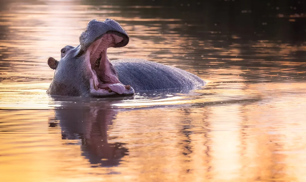 Wildlife photography by Follow Me North