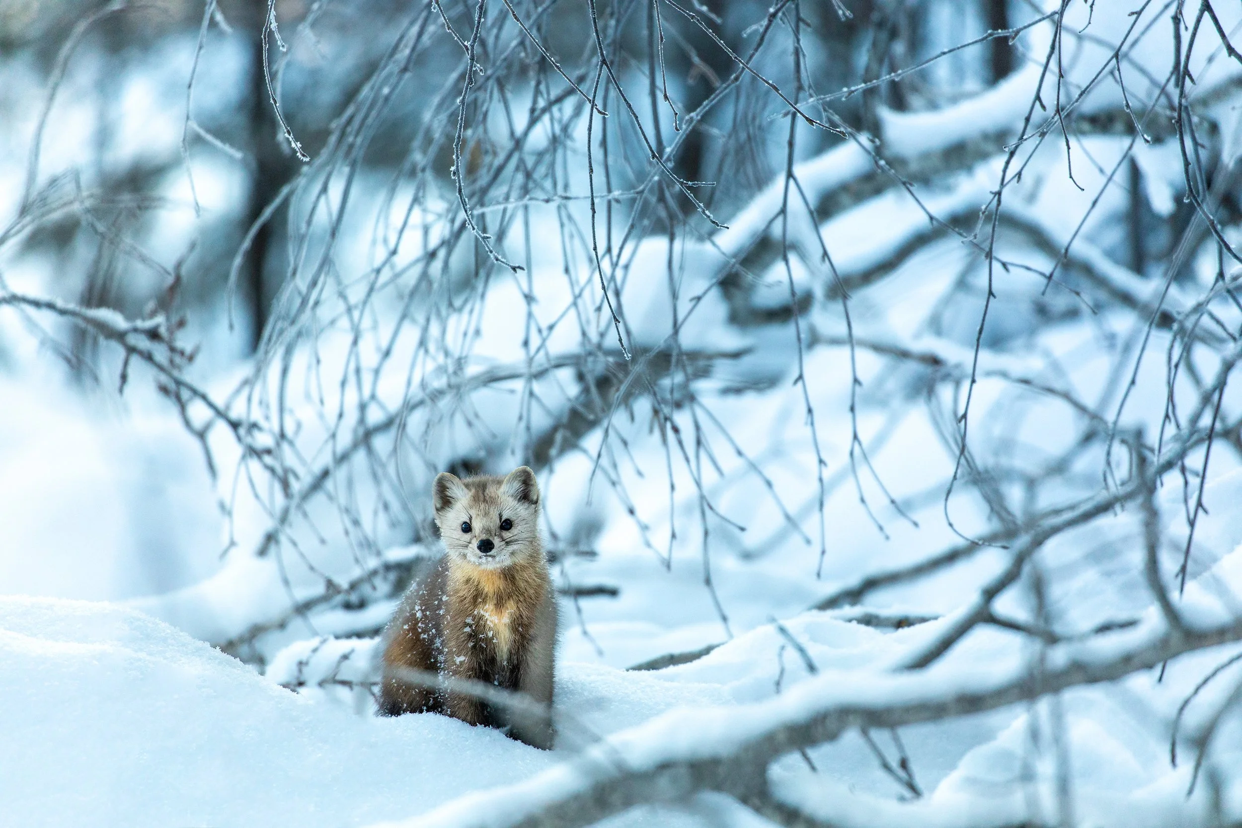winter-pine-marten-landscape-algonquin-park-followmenorth.jpg