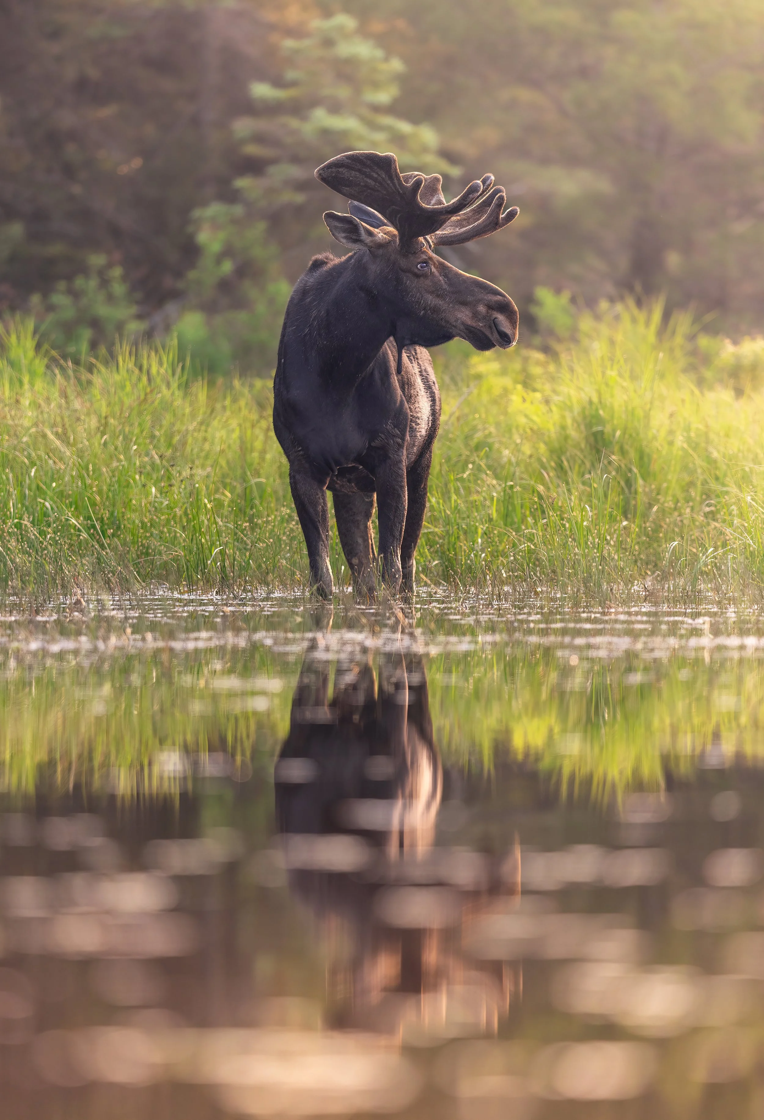 summer-bull-moose-algonquin-park-followmenorth.jpg