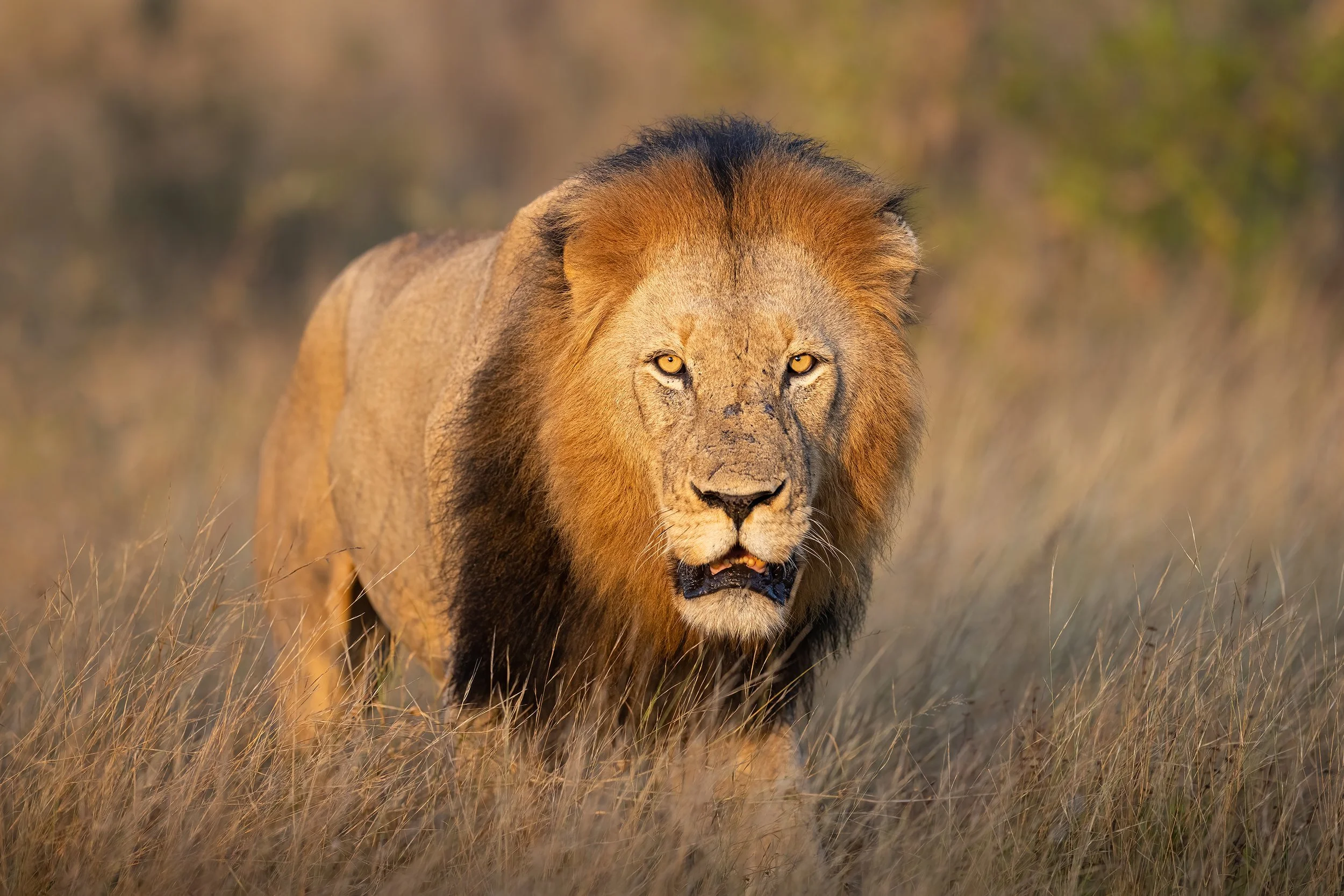 male-lion-fall-south-africa-followmenorth.jpg