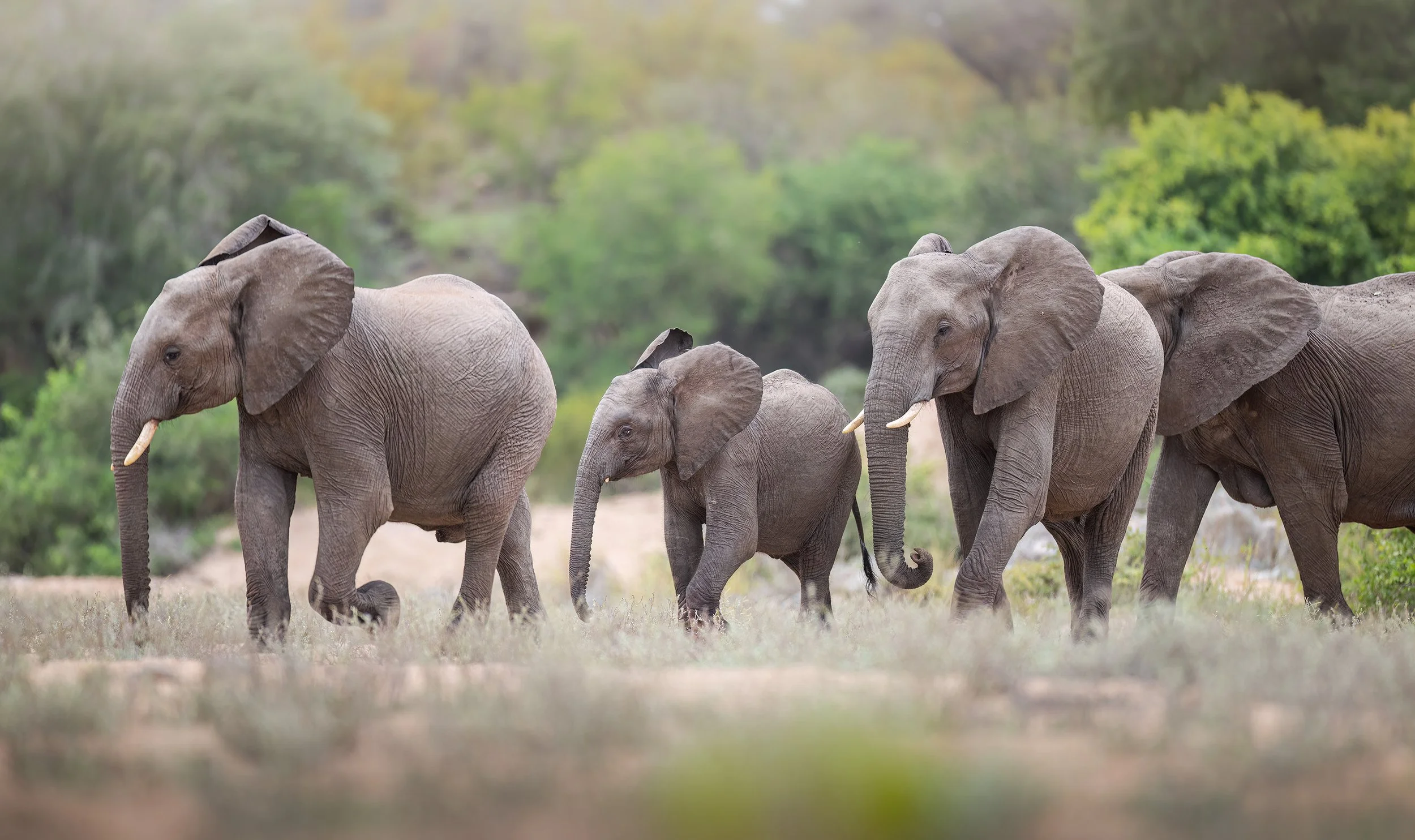 elephant-herd-river-south-africa-followmenorth.jpg