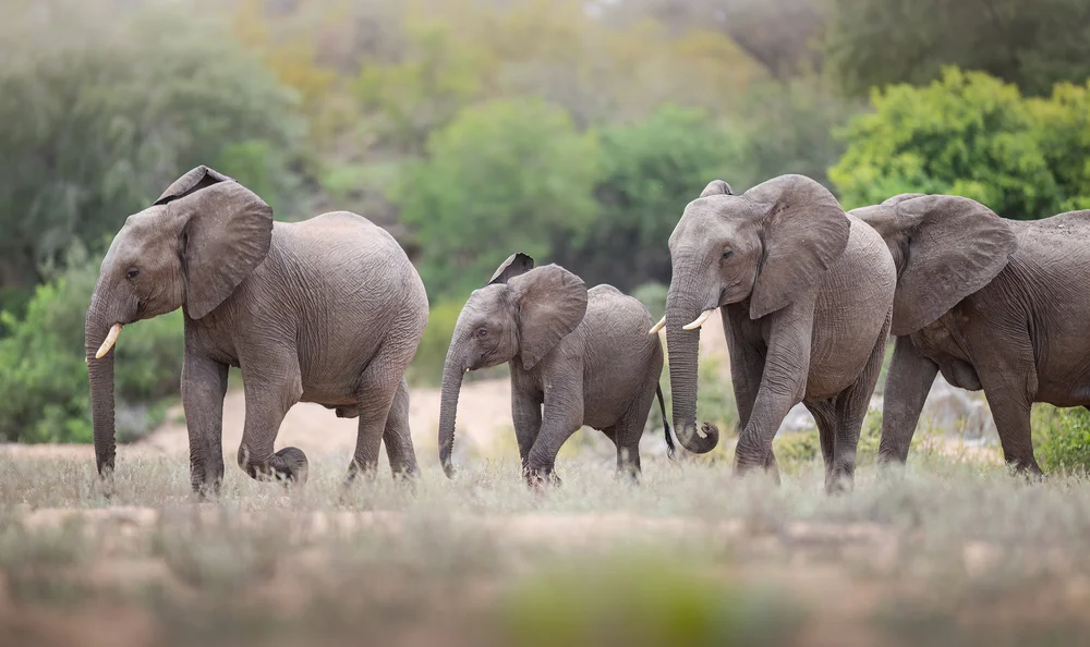 Elephant herd crossing a river in South Africa