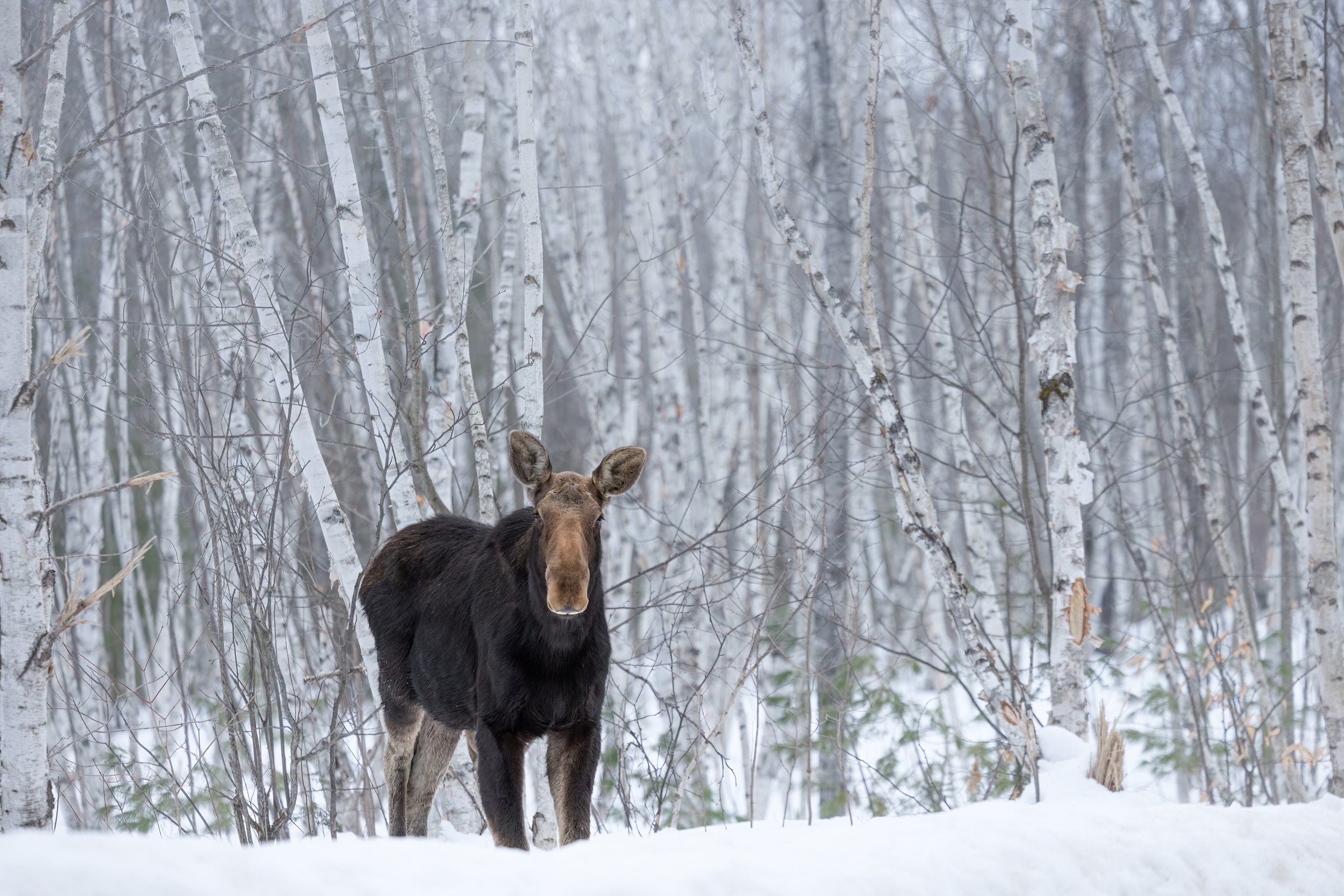 winter-cow-moose-followmenorth.jpg