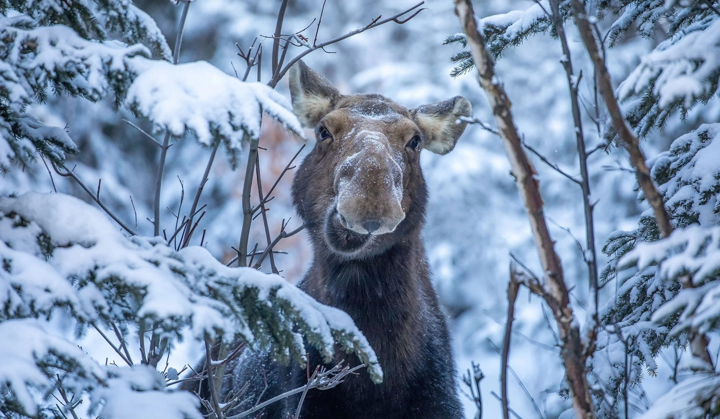 Smiling cow moose in a Winter scene