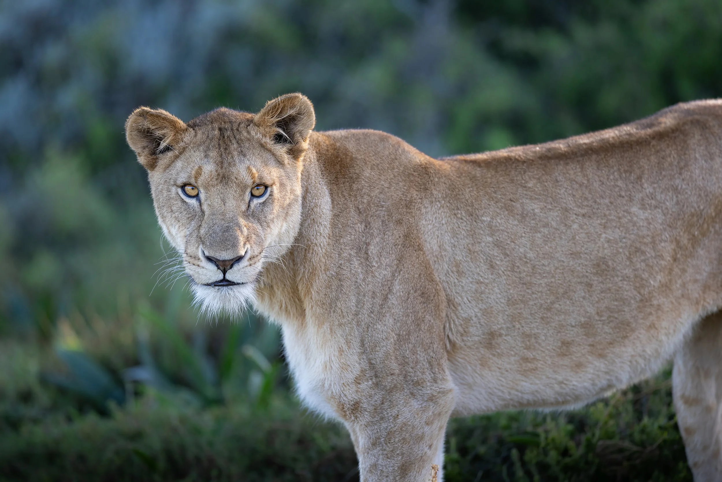 female-lion-south-summer-africa-followmenorth.jpg