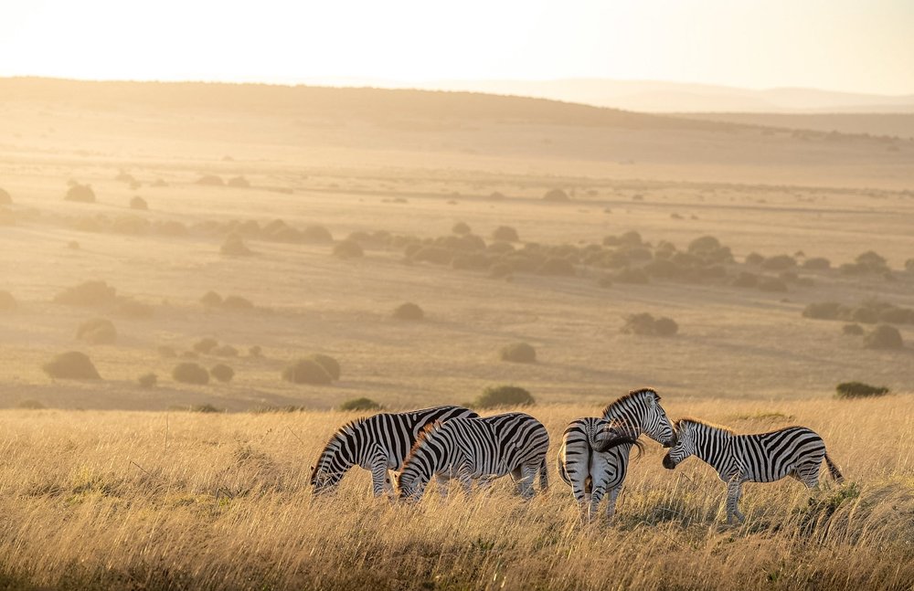 Wildlife photography in the Delta — image 2
