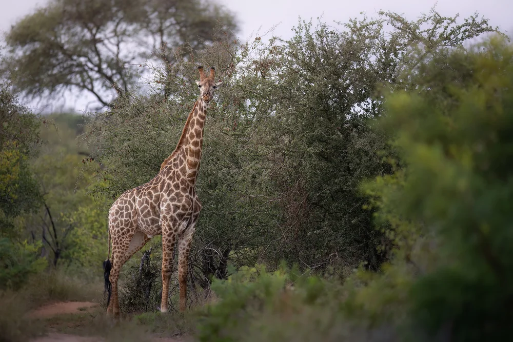 Wildlife photography by Follow Me North