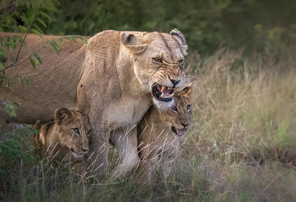 More wildlife photography — image 3