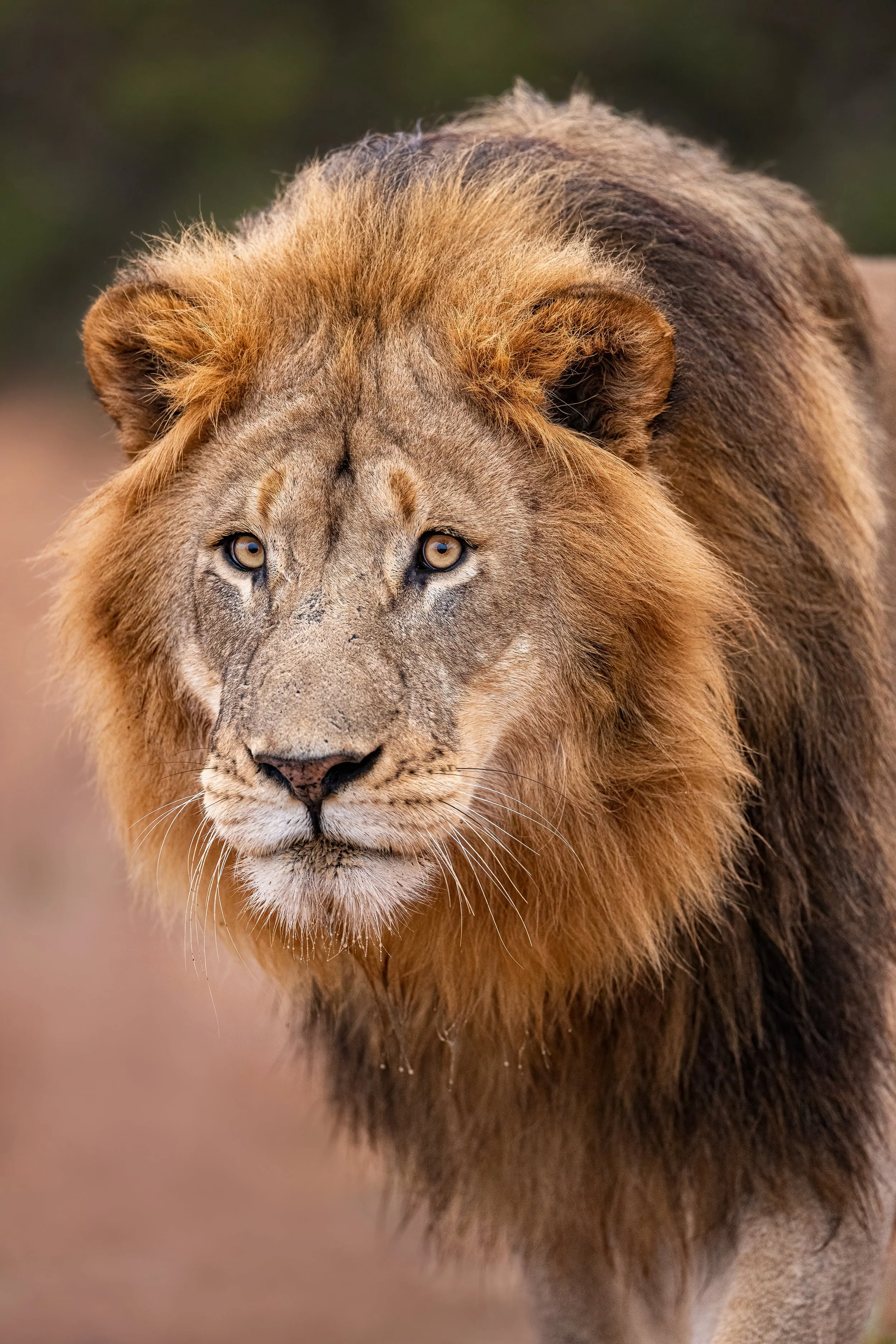 summer-male-lion-south-africa-followmenorth.jpg