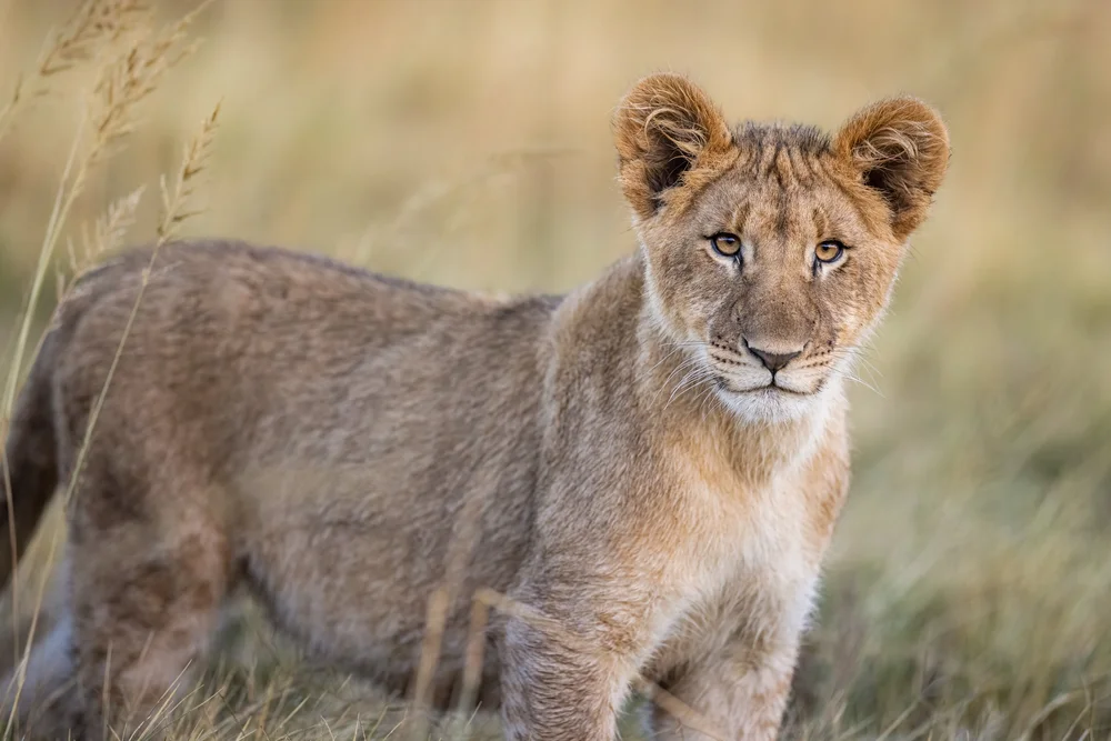 Wildlife photography in the Delta — image 4