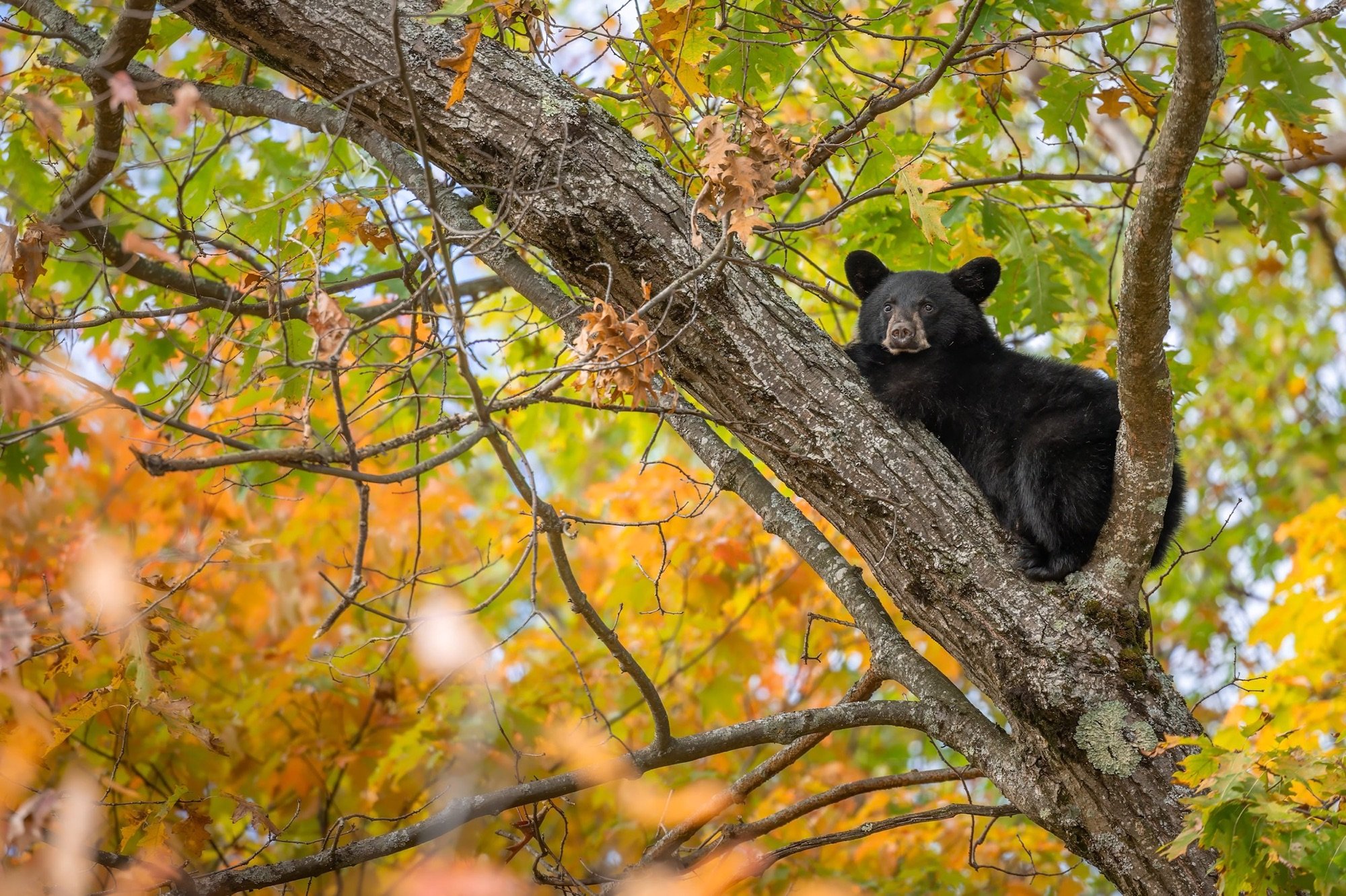 05 Black bear climbing a tree among fall colours in Algonquin Park.jpg