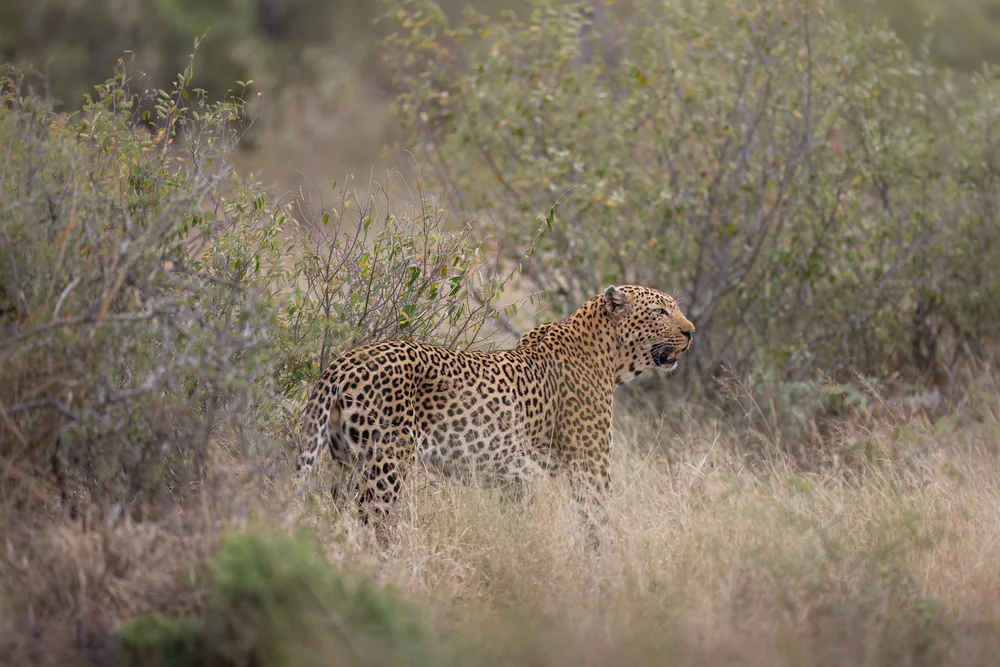 Safari wildlife photography — image 4