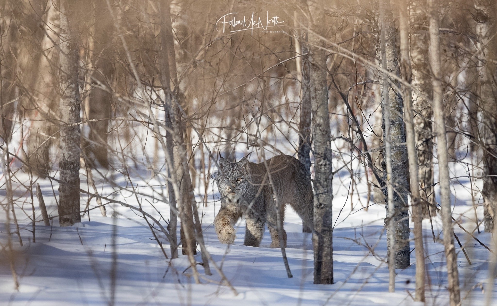 Canadian lynx: clever specialized hunters of the snowy forests