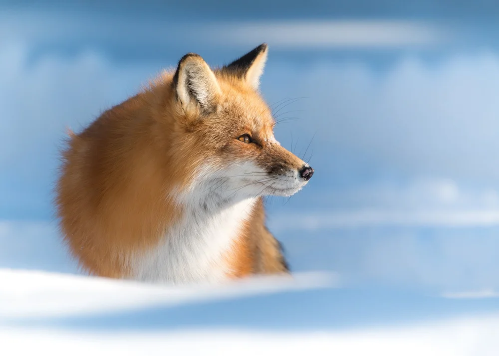 Red fox with a thick winter coat in the snow, Algonquin Park