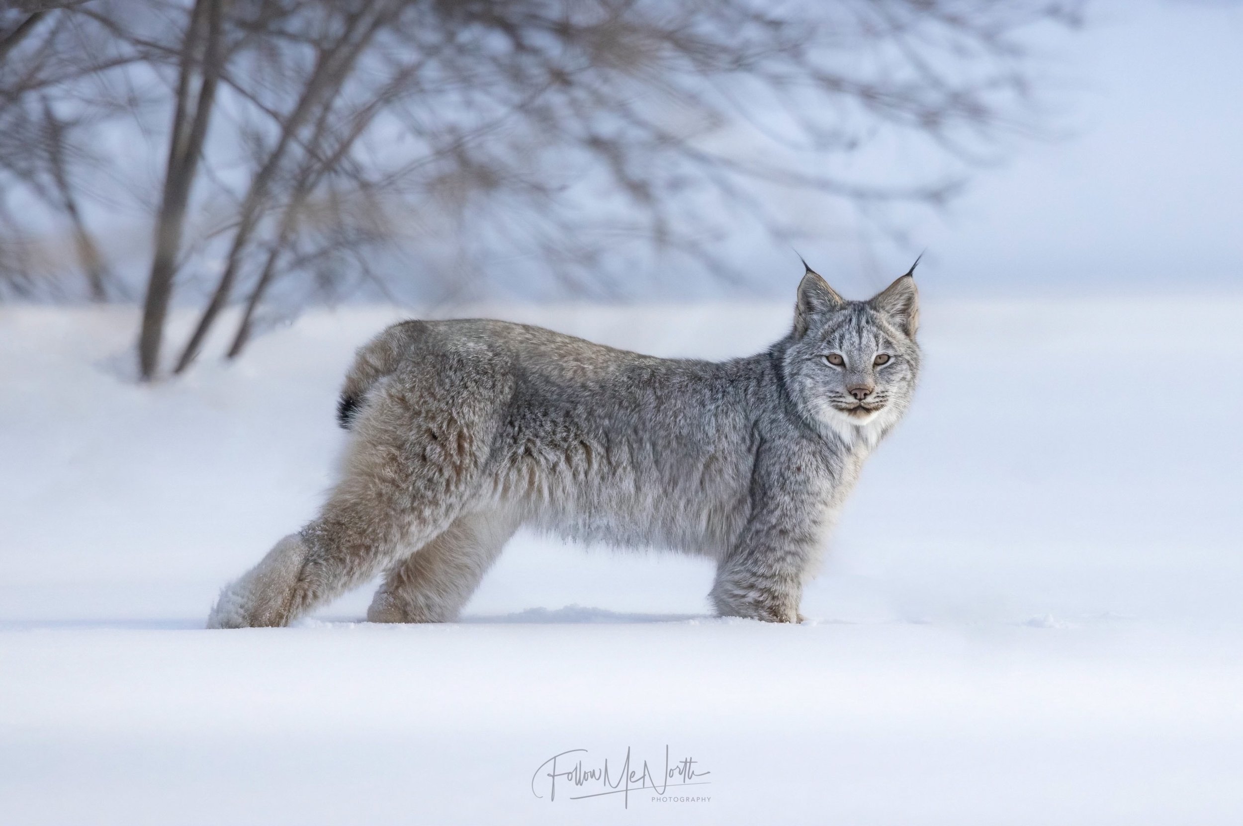 Canada Lynx Quest Continued — Follow Me North