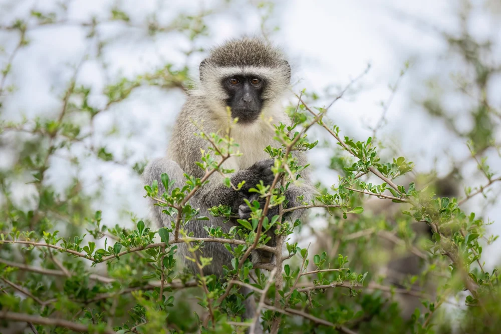Safari wildlife photography — image 1