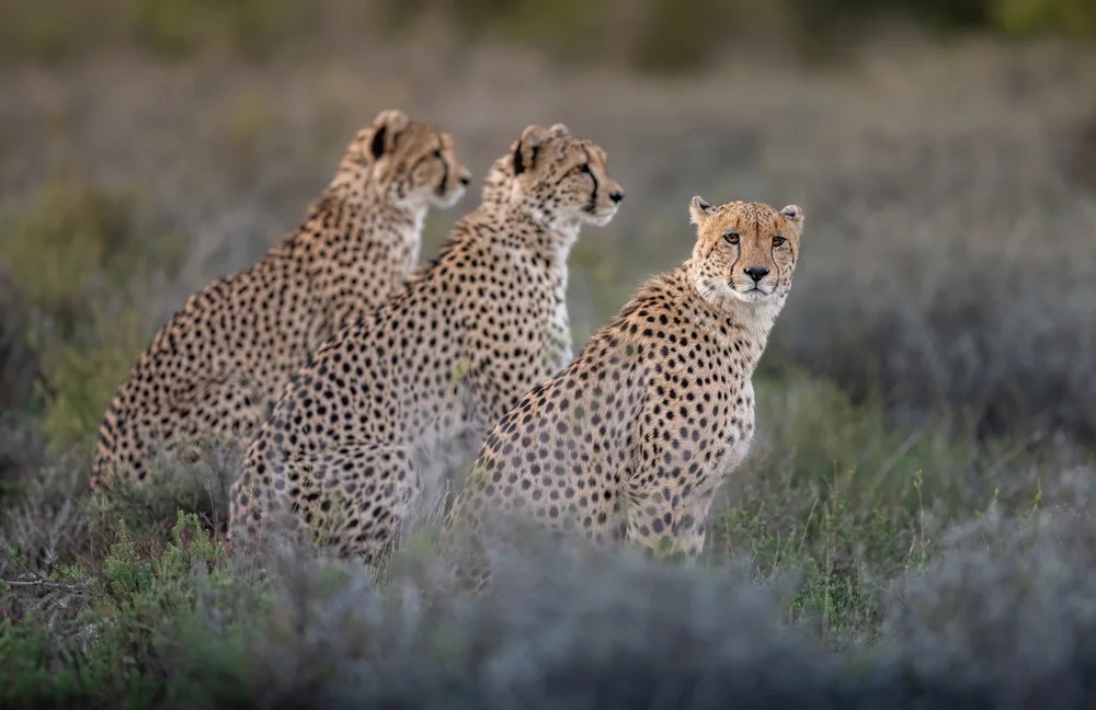 Three cheetahs together on the savanna in South Africa
