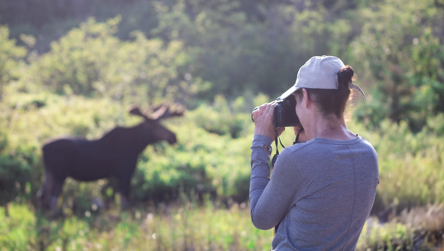 Workshop guest photographing a moose from a respectful distance in Algonquin Park