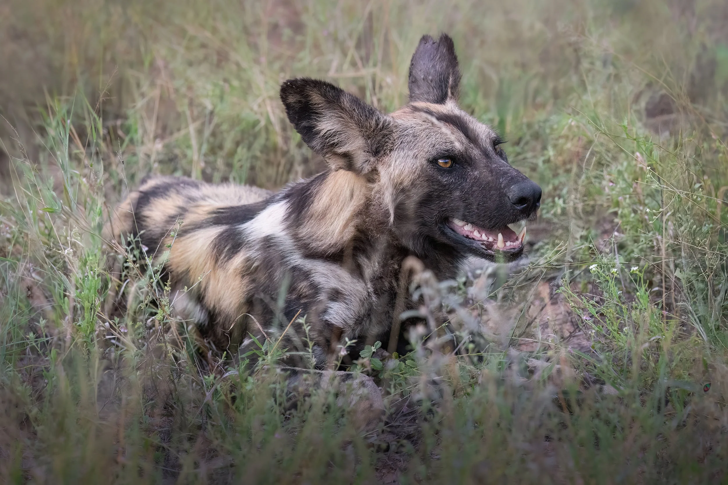 african-wild-dog-lazy-south-africa-followmenorth.jpg