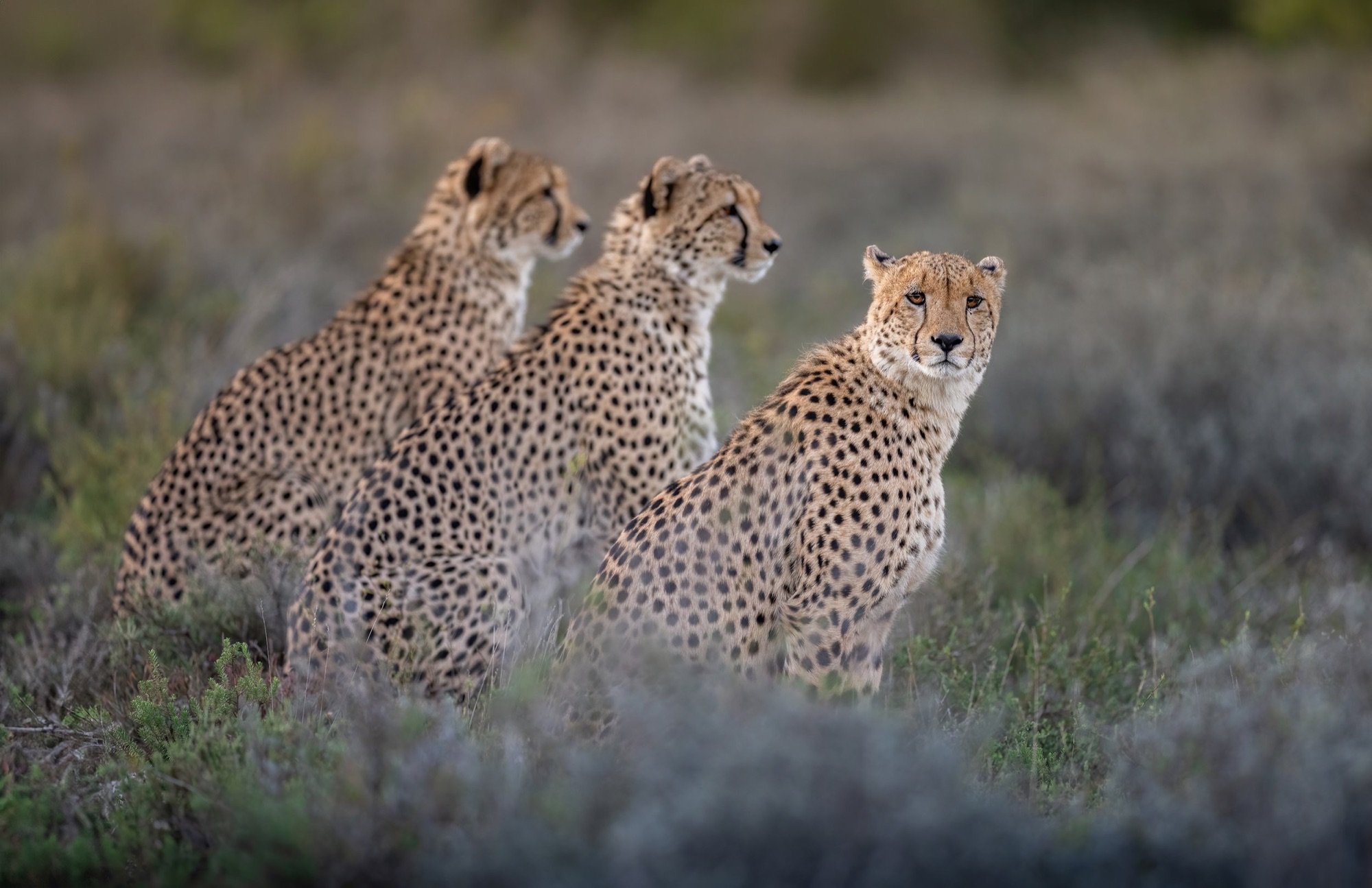 13 Three cheetahs together on the savanna in South Africa.jpg