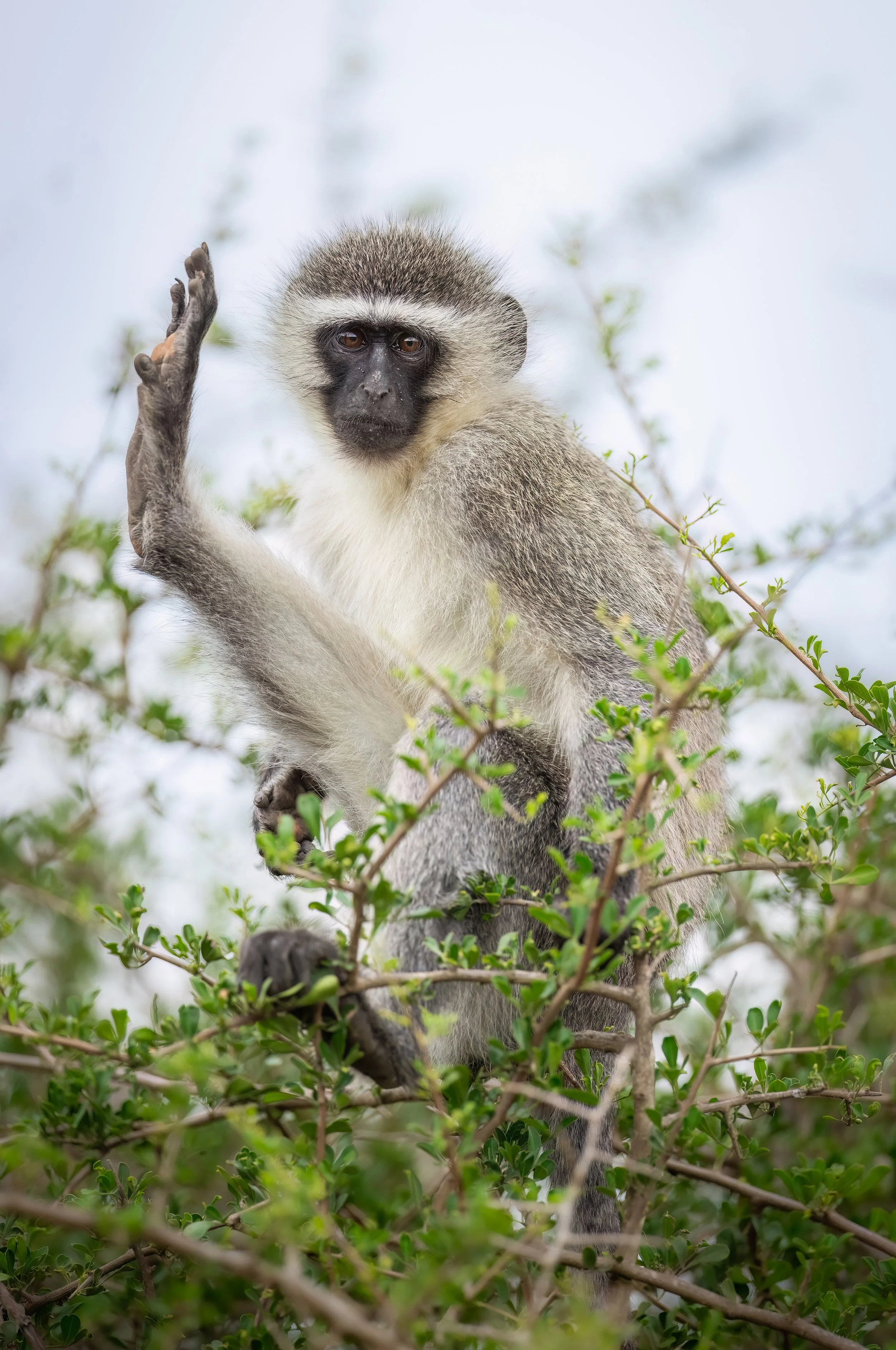 vervet-monkey-south-africa-followmenorth.jpg