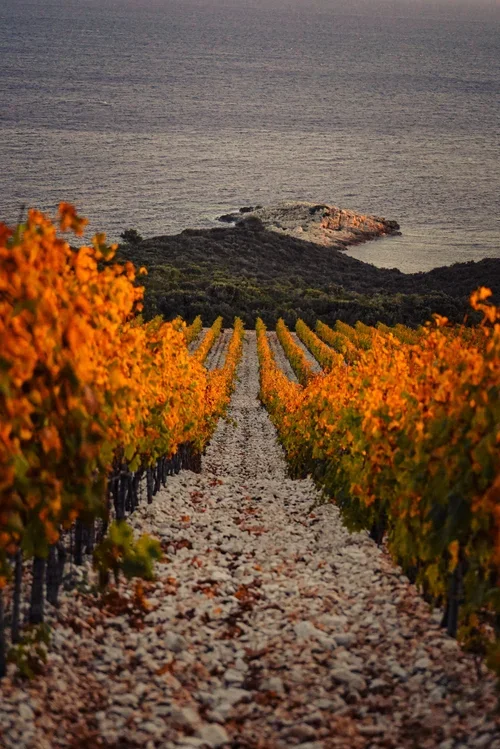 vinogradi otok korčula lumbarda 