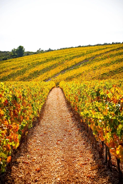 vinogradi lumbarda otok korčula