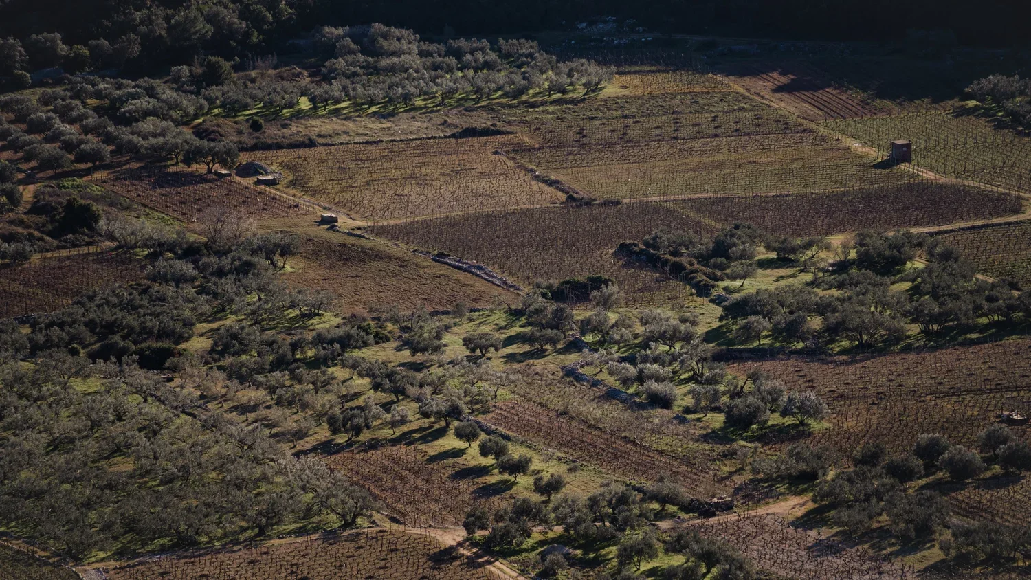 maslinovi žljebovi Korčula