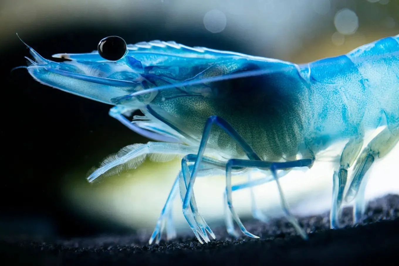 NZZ am Sonntag: Für die Shrimps-Produzenten wird es eng – ist eine profitable Garnelenzucht in unseren Breitengraden überhaupt möglich?